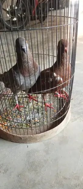 Burung dara keplek