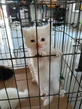 Kucing Persia Medium