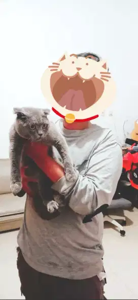 Dicari groomer kucing