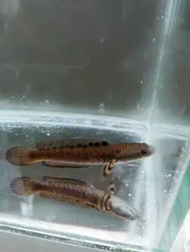 Ikan Channa BluePulcrha