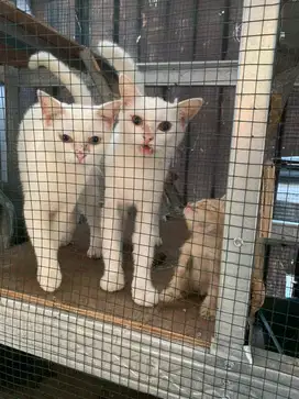 KUCING ANGGORA RAS CIMOL MOLI