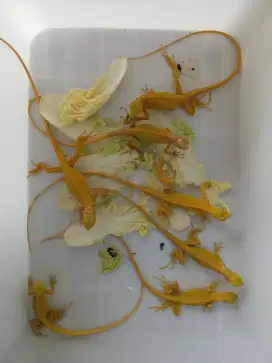 Iguana green albino