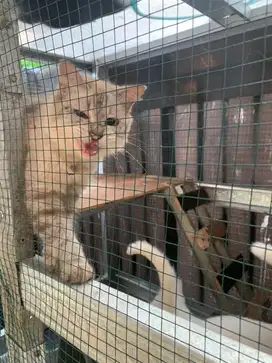 KUCING HIMALAY NAMA BELA