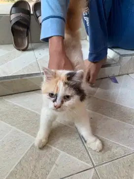 KUCING ANGGORA PERISA NAMA ALBA