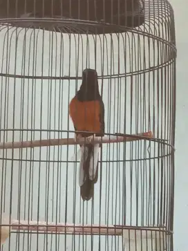 Burung murai batu