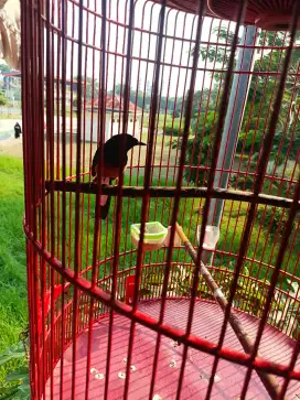 Di jual burung murai  masih dokor  gacor