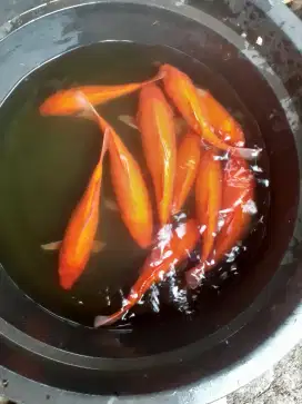 Jual ikan koi merah ukuran 20 30 cm paket 10 ekor