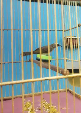 burung trucuk muda rawatan