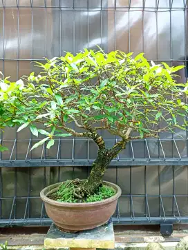 Bonsai tanaman loa