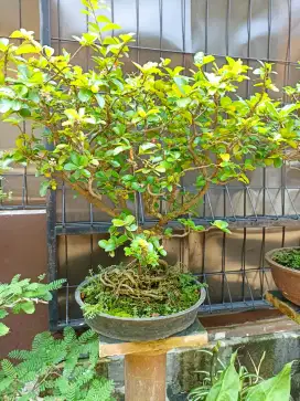 Bonsai tanaman sianci
