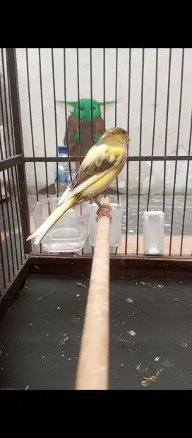Kenari jantan Af gacor