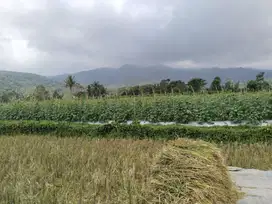 KEBUN DAN SAWAH DI KAWASAN WISATA WANAYASA | VIEW GUNUNG.