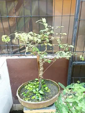 Bonsai asem Jawa