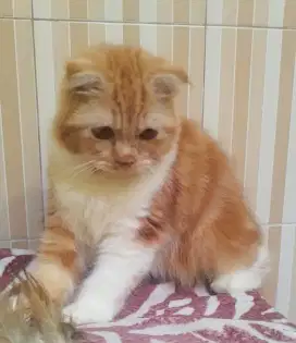 Kitten Scottish Fold betina