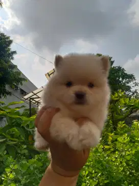 Anak anjing minipom super