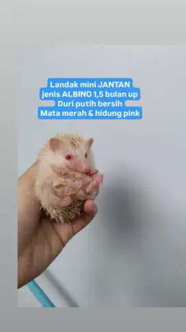 Landak mini albino jantan kandang ayam veloz varia calya XMAX