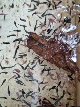 Ikan cupang line besgel avatar