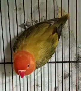 Lovebird murah berkualitas