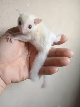 SUGAR GLIDER JOEY CREAMINO JANTAN