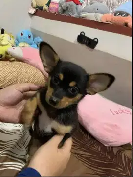 jual anjing ras kecil chihuahua mix 3 bulan kecil dan lucuuuuuu