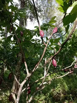Tanah 17950 M2 Di Penyaringan Mendoyo Jembrana Bali
