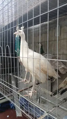 Peacock blue india remaja sepasang