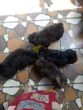 LOKASI BOGOR. Dijual anak anjing Shitzu x Poodle 2Bulan