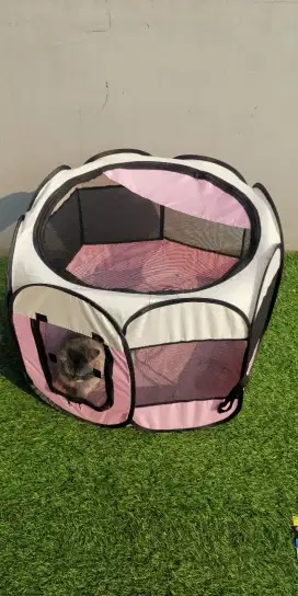 Open Adopsi Kucing dan Perlengkapannya