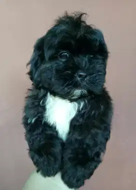 Dijual Anak Anjing Shipoo 2Bulan. Lokasi BOGOR