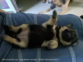 Puppy Betina Hitam mix doberman Mozza