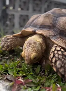 Sulcata 34cm surabaya barat
