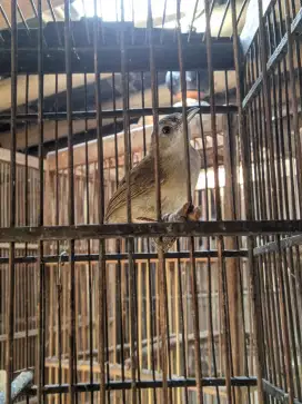 Cicoho lulut bunyi