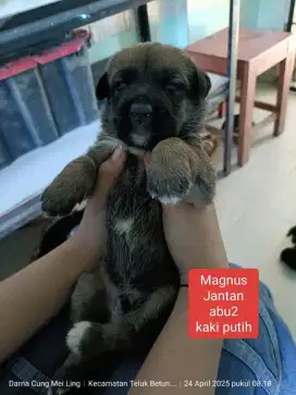 Magnus Puppy Jantan Mix Doberman