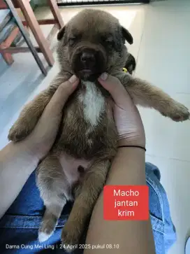 Macho Puppy Jantan Mix Doberman