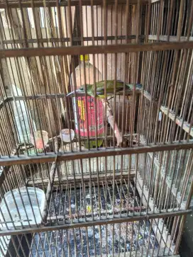 Pijantung pisang