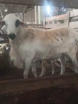 Kambing domba qurban