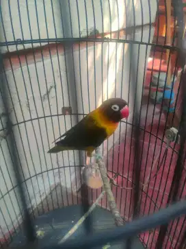 burung Lovebird olive