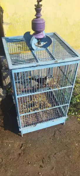 Trucukan cocak jawa