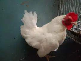 Ayam Kate putih betina