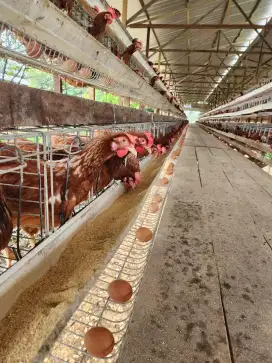 Kandang ayam petelur