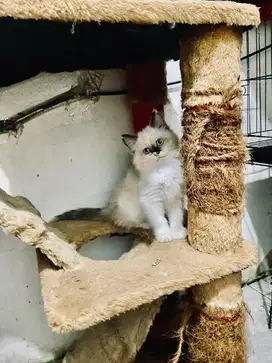 Kucing persian ragdol