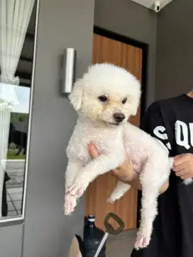 Anjing bicon jantan 1 tahu