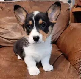 JUAL ANJING CORGY