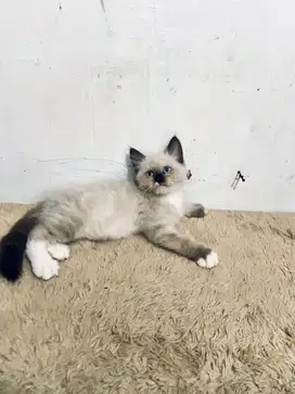 Kucing himalaya sealpoin