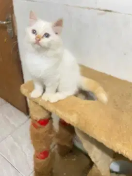 Kucing himalaya redpoin ganti pakan