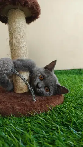 british shorthair BSH