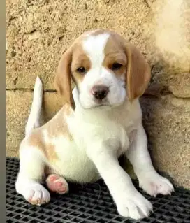 JUAL ANJING BEAGLE LEMON