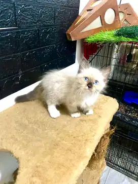Kucing persian himalaya sealpoin
