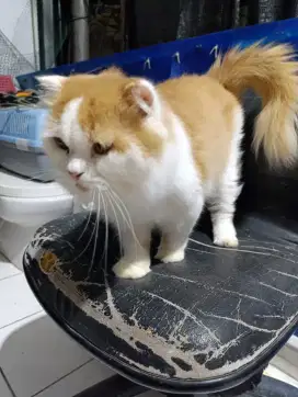Lepas Adopsi kucing Scottish jantan
