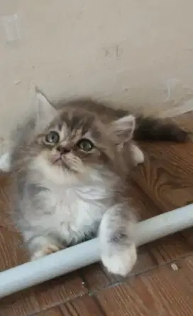 Kucing jantan abu abu